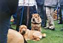 21 - zwei Shar-Peis - sml web.jpg